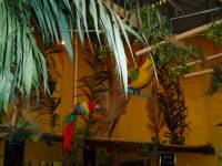 Interior Tropical Garden auf 370qm 2
